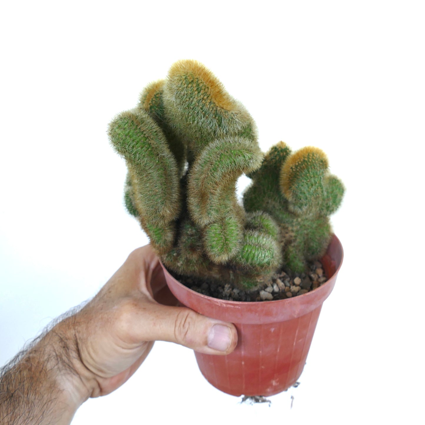 Seitenansicht von Cleistocactus parapetiensis crested, die seine fächerförmigen Stängel mit einer weichen, goldorangefarbenen Stachelbedeckung zeigt, gehalten in einer Hand.