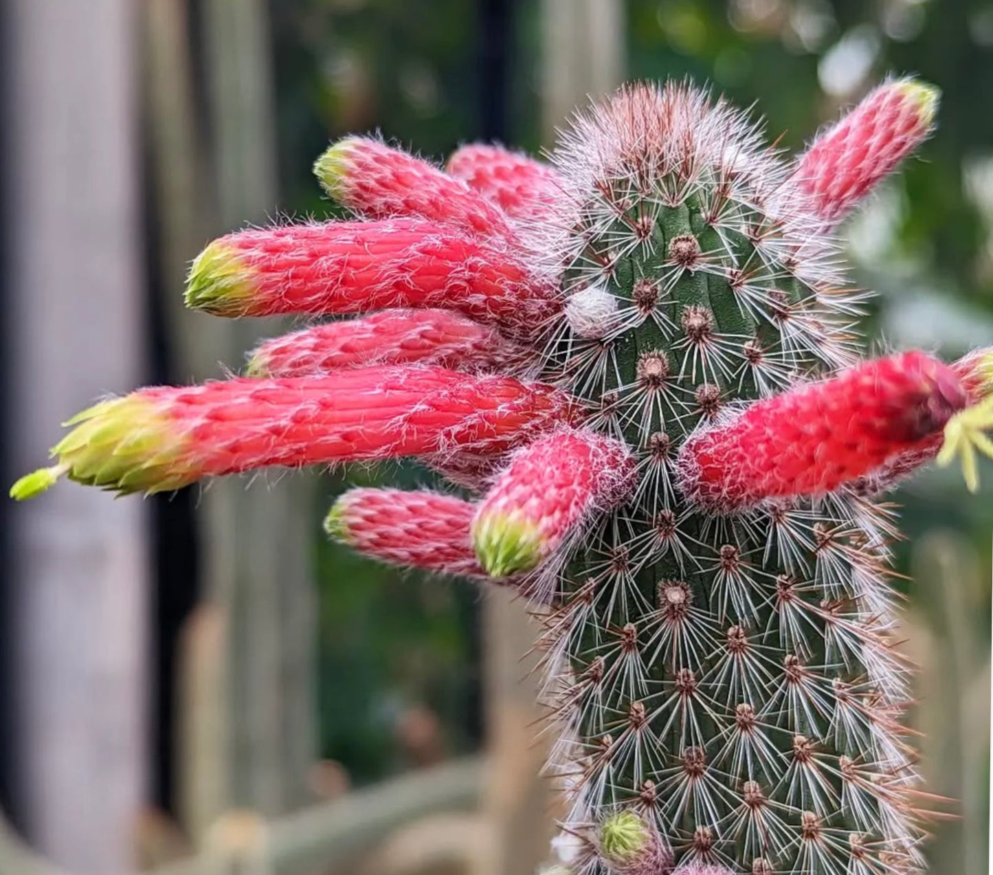 Cleistocactus smaragdiflorus-kaktus med livlige røde rørformede blomster og skarpe torner på nært hold