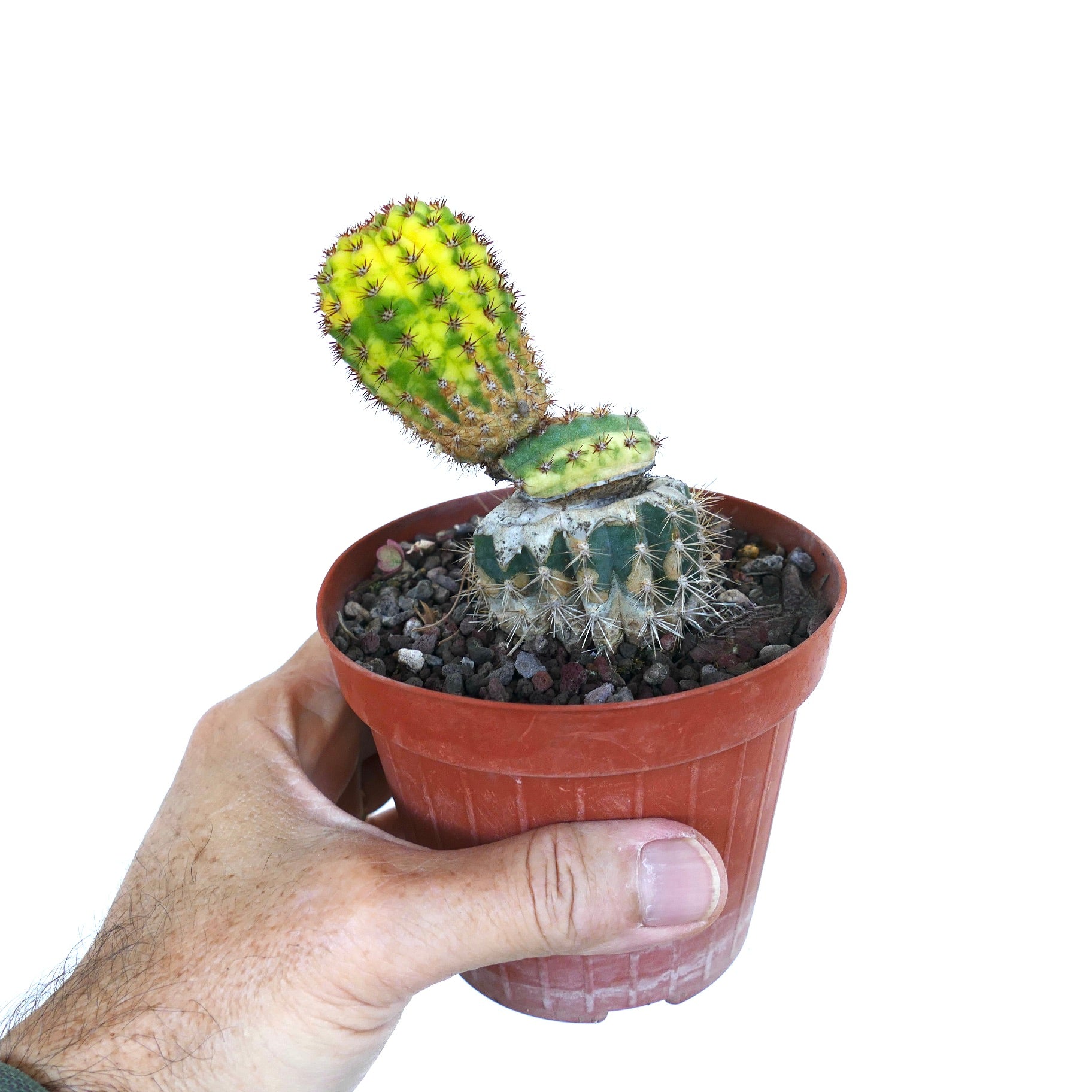 ต้นคลีสโตคาแคตัส สปีชีส์ หม้อ กระบองเพชรลายแปลกประหลาด ทับกิ่งบนรากเซรัส แสดงลำต้นตั้งตรงมีร่อง มีลายสีเหลืองเขียวสด และมีหนามสั้น เติบโตอยู่บนฐานเซรัสสีเขียวกลมพร้อมหนามแผ่รัศมี