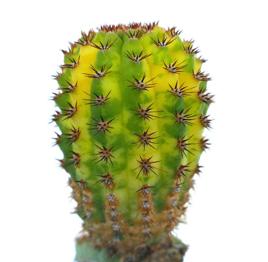 Nahaufnahme eines veredelten Cleistocactus sp. variegated mit einem zylindrischen Stängel, der eine hellgrüne und gelbe Variegation sowie kurze braune Dornen aufweist.