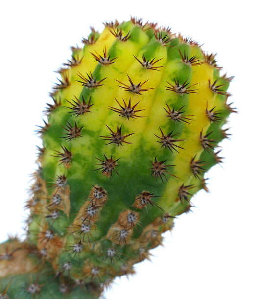 Seitenansicht von Cleistocactus sp. variegata, auf Cereus gepfropft, mit geripptem gelb-grünem Körper, bedeckt mit gleichmäßig verteilten Büscheln brauner Stacheln.