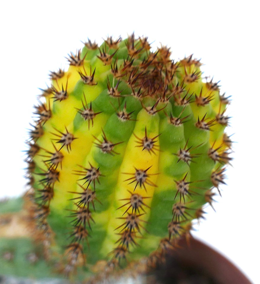 มุมมองแนวตั้งของกระบองเพชรเคลิสโตคาเคตัส สายพันธุ์แปรผันที่ต่อยอดแล้ว แสดงลำต้นยาวเป็นร่องพร้อมลายสีสลับ และหนามเล็กสีน้ำตาล