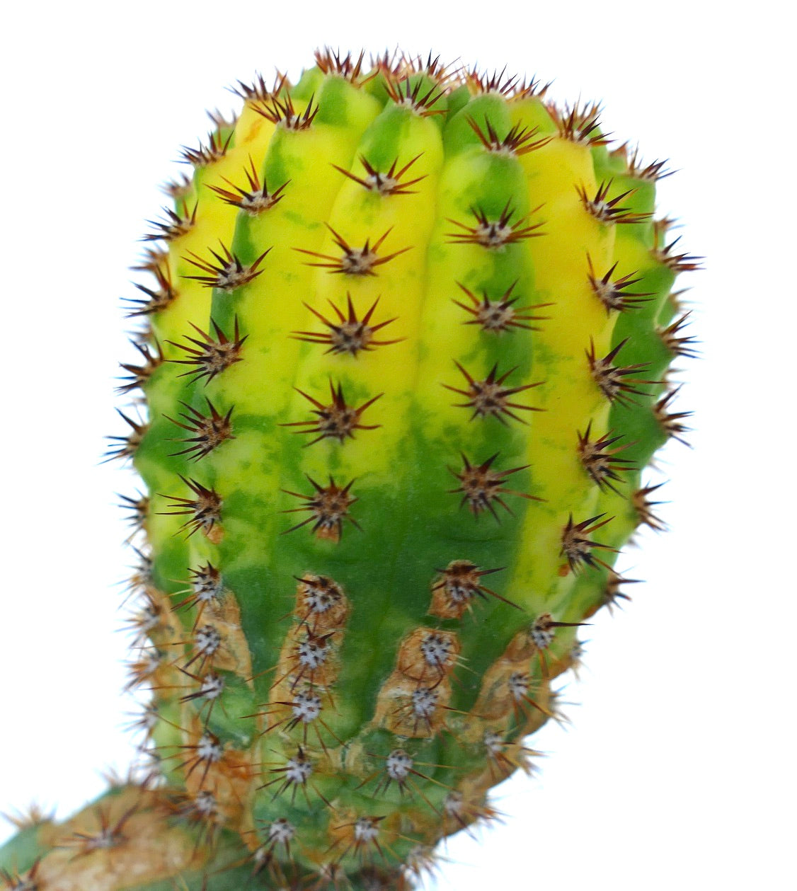 คลีสโตคัคตัส สปีชีส์ ประเภทกาฟต์ลายบนรากซีเรียส โชว์สีเหลืองและสีเขียวสดใส พร้อมกับอารีโอลหนาแน่นที่มีหนามคมชัด