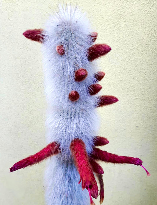 Cleistocactus strausii tall white fuzzy cactus with vibrant red tubular flowers and buds