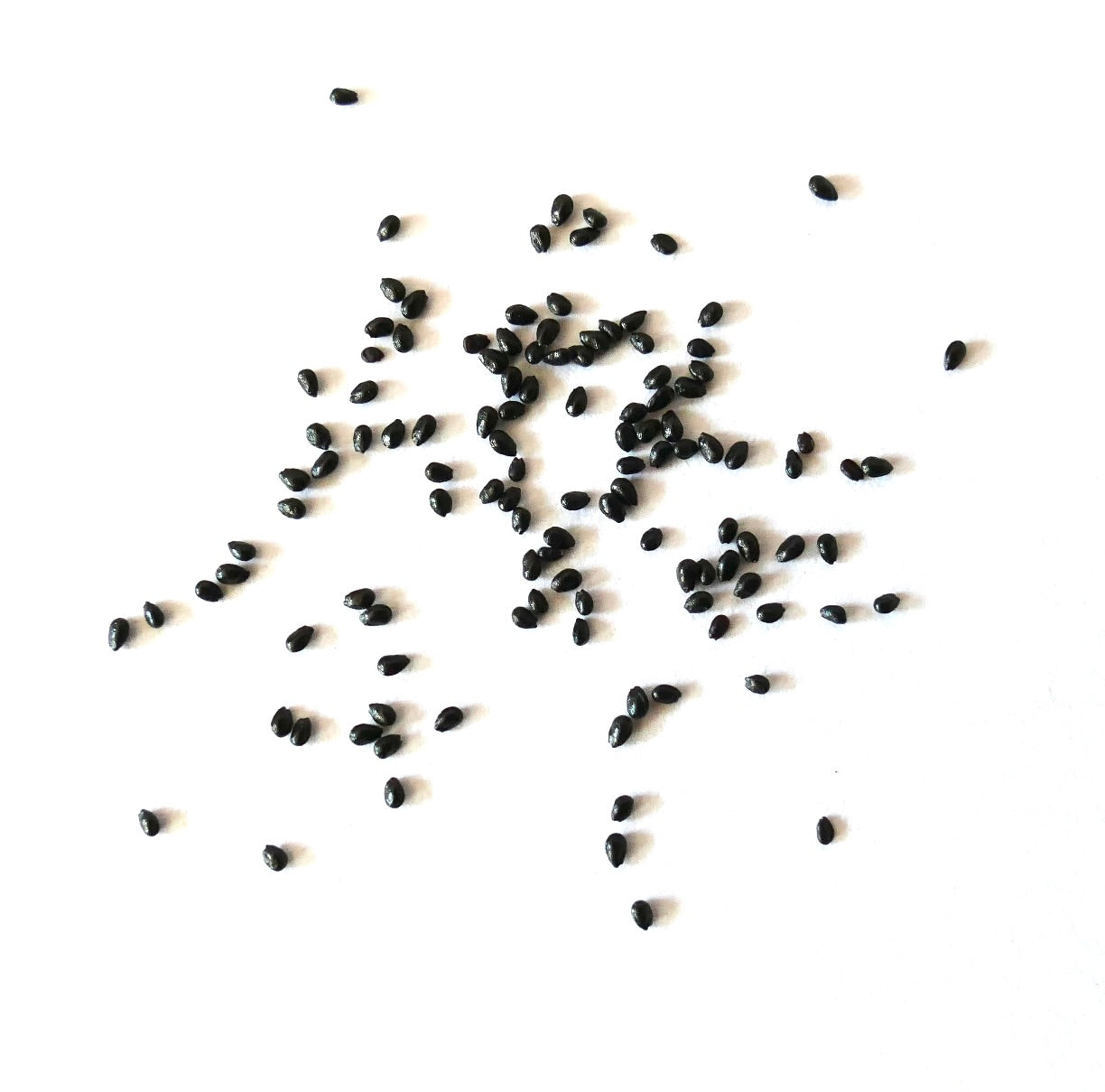 Graines de petit cactus noir Cleistocactus strausii dispersées sur fond blanc