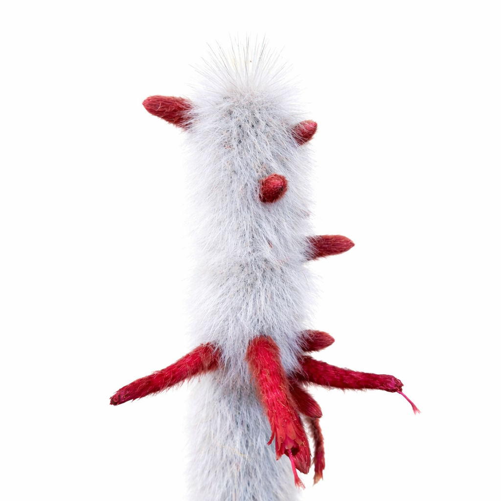 Cleistocactus strausii rare cactus blanc poilu avec des bourgeons floraux rouges vibrants et des tiges