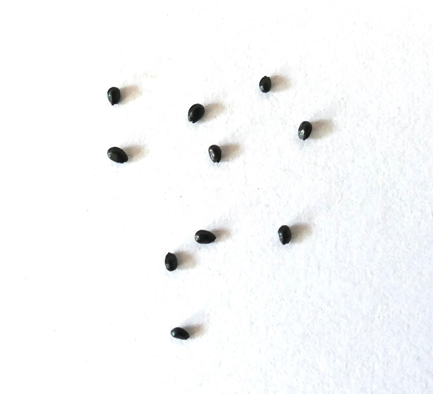 Petites graines noires de Cleistocactus strausii pour la propagation et la culture de cactus rares