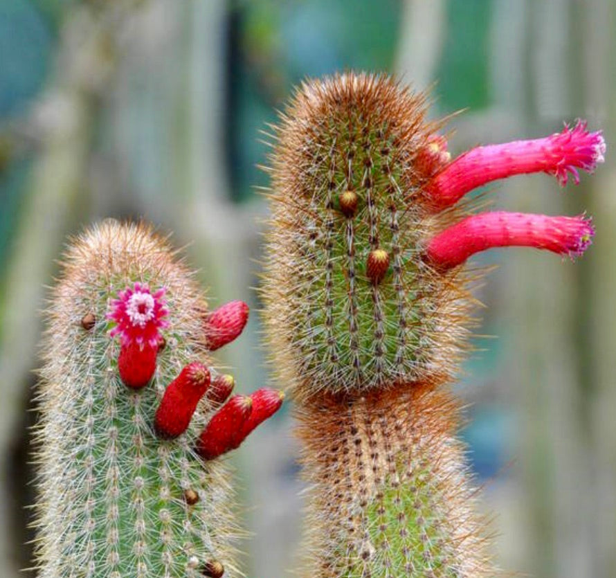roter kaktus Cleistocactus tarijensis Samen | Botanical Archive