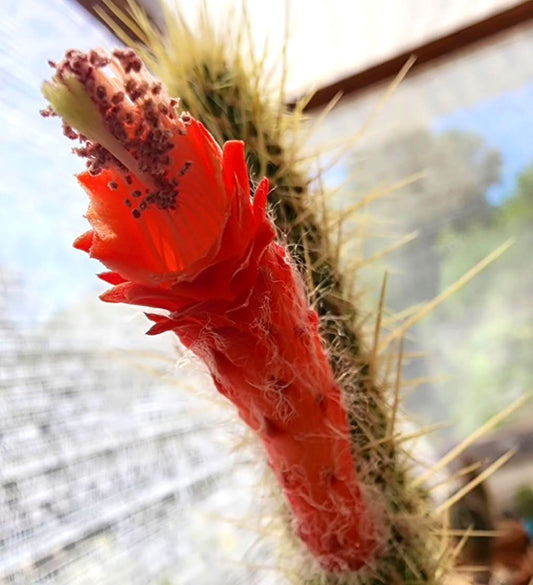 Cleistocactus variispinus-kaktus med lys rød, tutformet blomst og skarpe gule torner, nærbilde