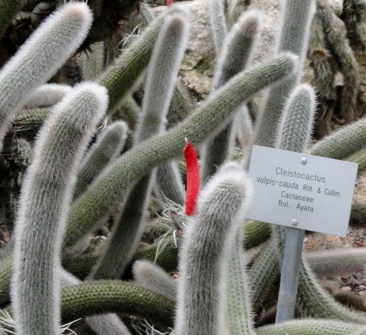 Cleistocactus vulpis-cauda slanke, lodne kaktusstammer med klare røde, rørformede blomster i flor