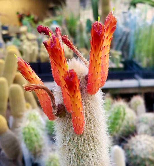 Cleistocactus wendlandiorum-kaktus med tette hvite pigger og livlige oransje rørformede blomster