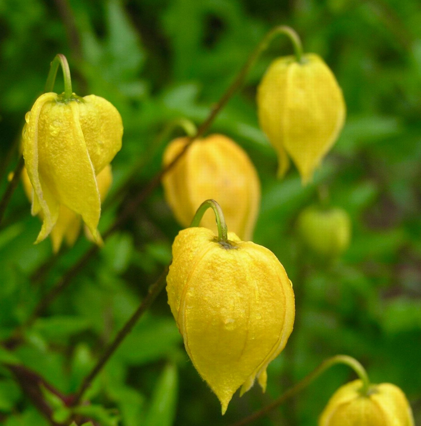 Clematis tangutica bright yellow lantern-shaped flowers with green foliage background