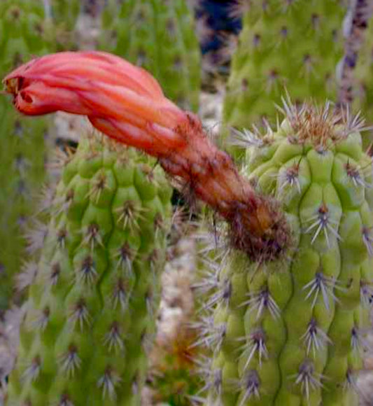 Clistanthocereus tessellatus-kaktus med grønne ribbede stilker og avlangt rødt blomsterknopp