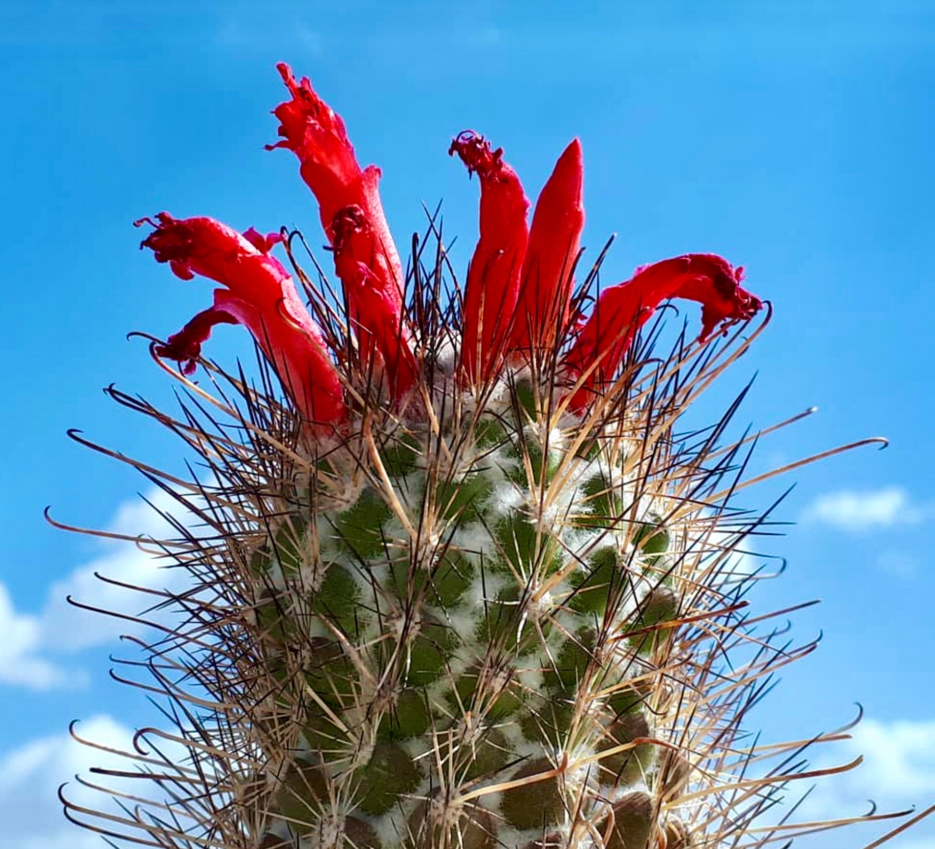 Kaktus Cochemiea maritima med klare røde, rørformede blomster og lange pigger mot blå himmel