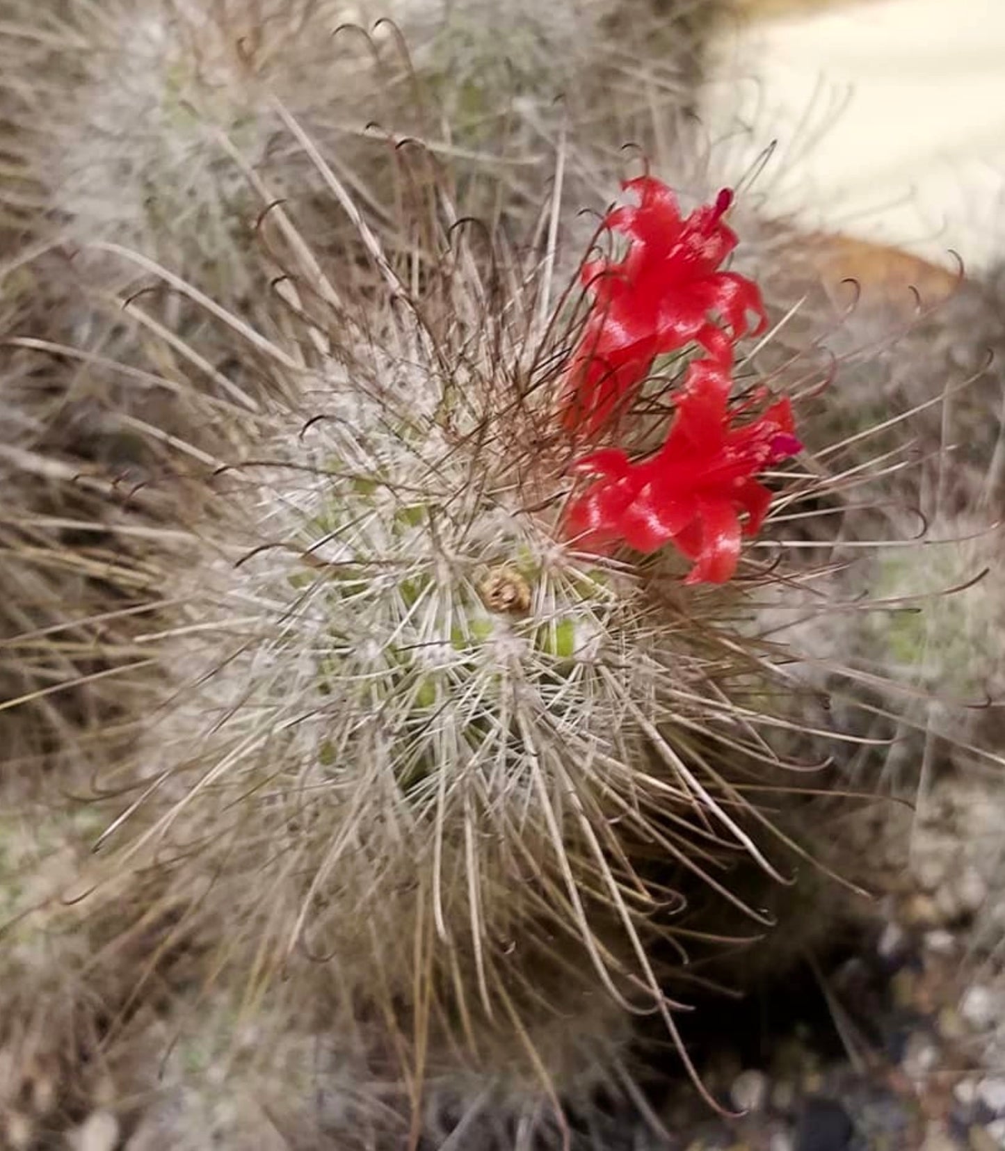 Cochemiea pondii cactus with dense spines and bright red tubular flowers blooming