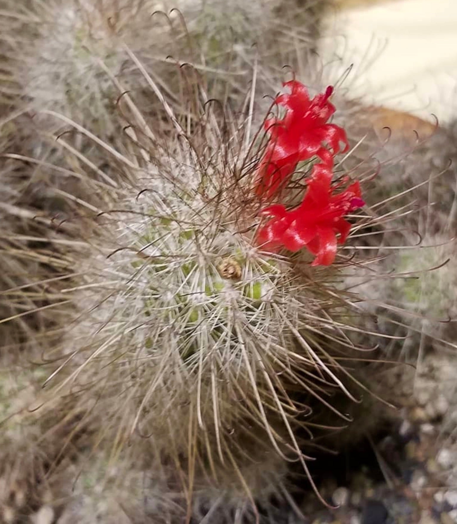 Cochemiea pondii cactus with dense spines and bright red tubular flowers blooming