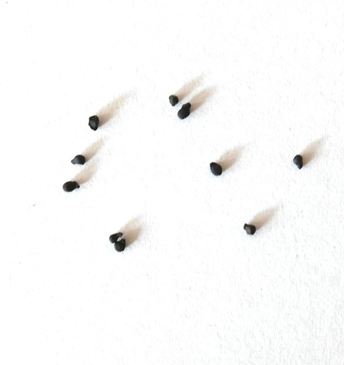 Graines rares de cactus Cochemiea poselgeri sur fond blanc