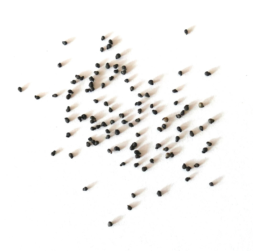 Graines rares de cactus Cochemiea poselgeri éparpillées sur fond blanc