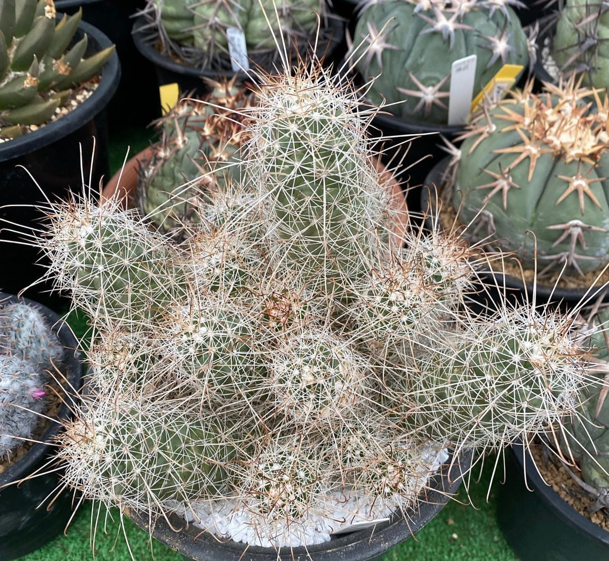 Cochemiea setispina agrupación con densas espinas blancas y tallos verdes alargados suculenta cactus