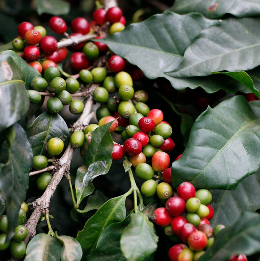Coffea arabica ripe red and unripe green coffee cherries with glossy dark green leaves