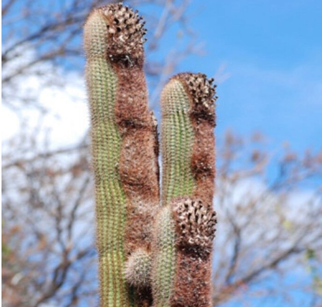 Coleocephalocereus goebelianus SEEDS