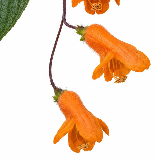 Columnea strigosa ZADEN
