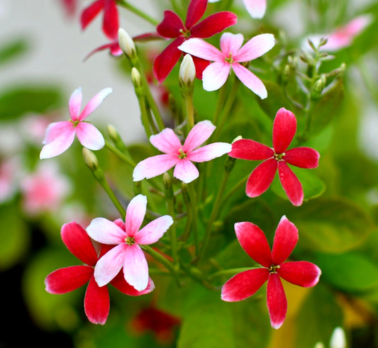 Flores vibrantes em forma de estrela vermelhas e cor-de-rosa de Combretum indicum com fundo de folhagem verde