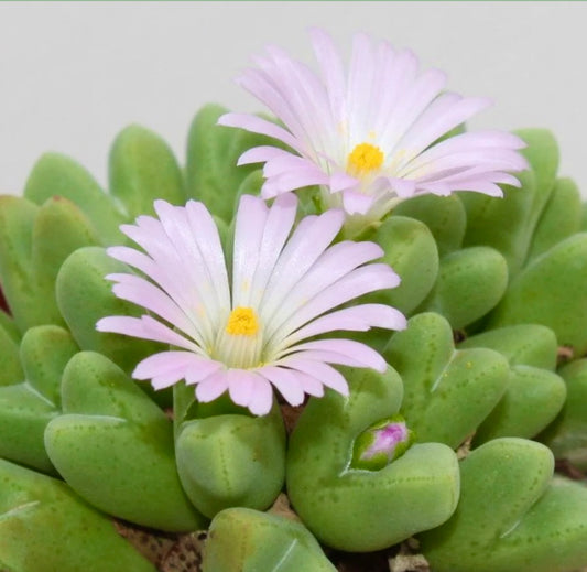 Succulenta Conophytum blandum con foglie carnose verdi e delicati fiori rosa pallido