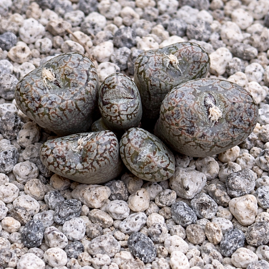Conophytum comptonii suculenta rara com folhas padrão semelhantes a seixos em substrato de cascalho