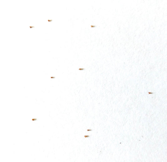 Sementes minúsculas de Conophytum comptonii suculento em fundo branco