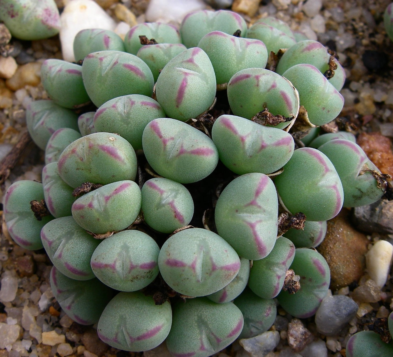 Conophytum meyeri subsp. laetum gruppo di succulente con foglie lisce verdi e macchie viola