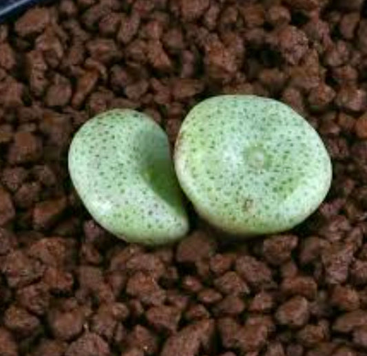 Conophytum ricardianum succulenta con foglie tonde e macchiettate di verde su ghiaia marrone