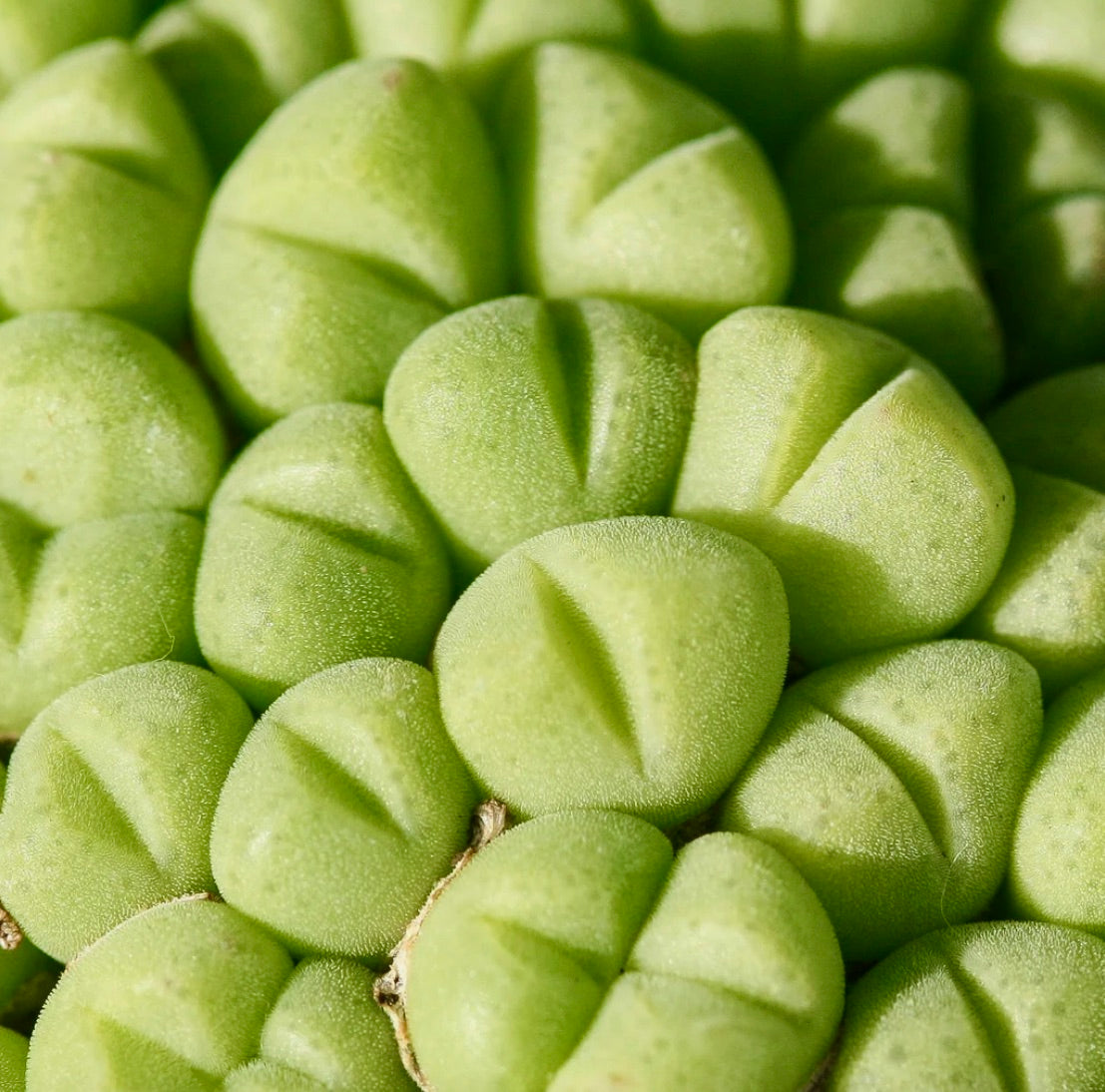 Conophytum saxetanum succulenta con foglie raggruppate verdi, lisce, tondeggianti e profonde fessure