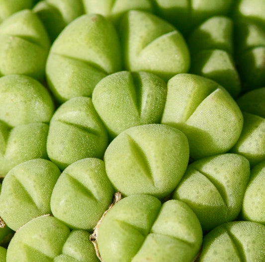 Conophytum saxetanum succulenta con foglie raggruppate verdi, lisce, tondeggianti e profonde fessure