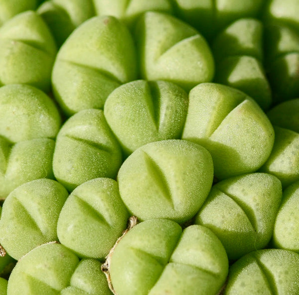 Conophytumsaxetanum_grande.jpg