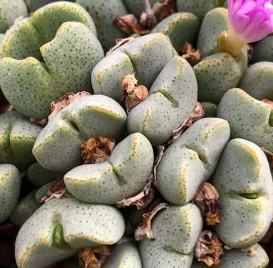 Conophytum taylorianum succulenta con corpi rotondi verde-grigio e piccoli fiori viola