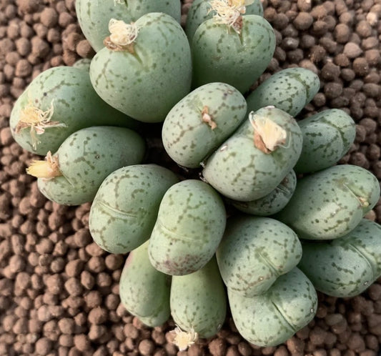 Conophytum uviforme succulenta con foglie verdi arrotondate e piccoli fiori pallidi