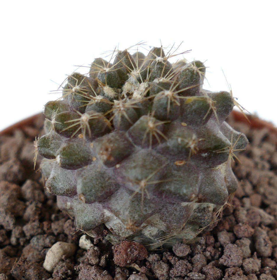 Piccolo cactus succulento Copiapoa humilis con corpo grigiastro e spine sottili in vaso