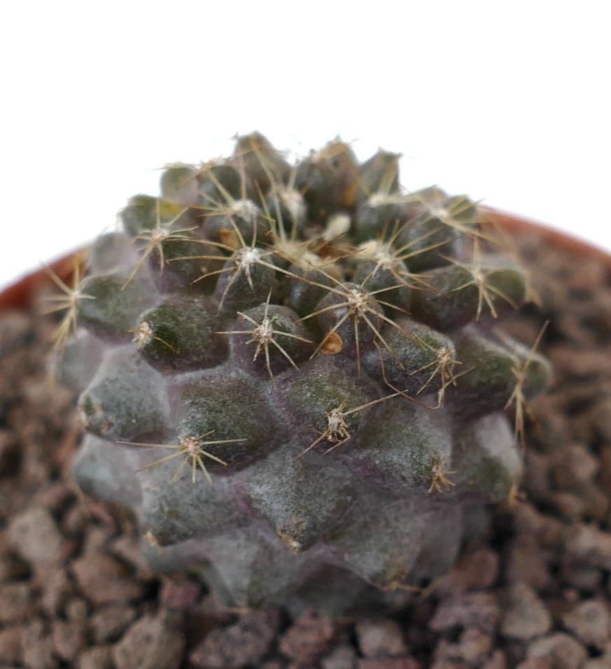 Copiapoa humilis piccolo cactus succulento con corpo grigiastro e spine sottili in vaso