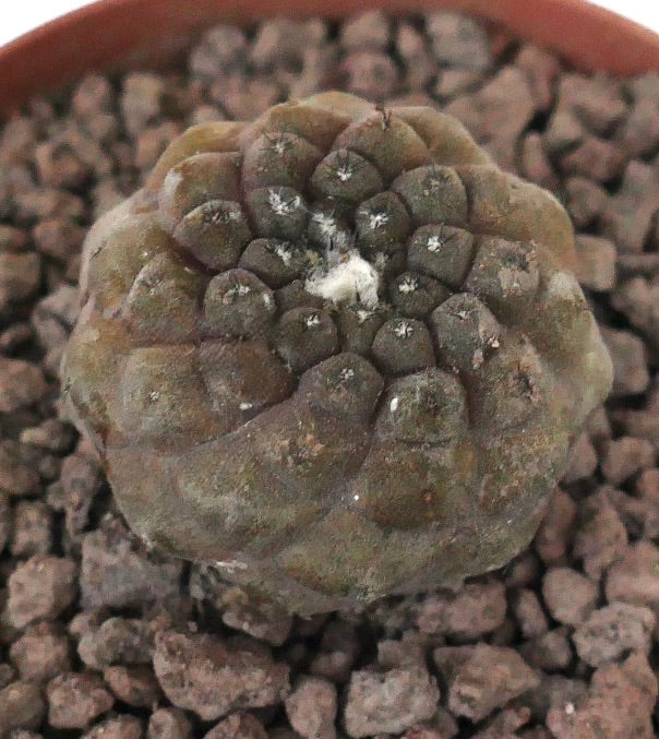 Copiapoa hypogaea sjelden liten sukkulent kaktus med avrundede knuter og ullaktige areoler