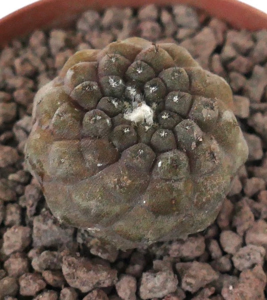 Copiapoa hypogaea rare small succulent cactus with rounded tubercles and woolly areoles
