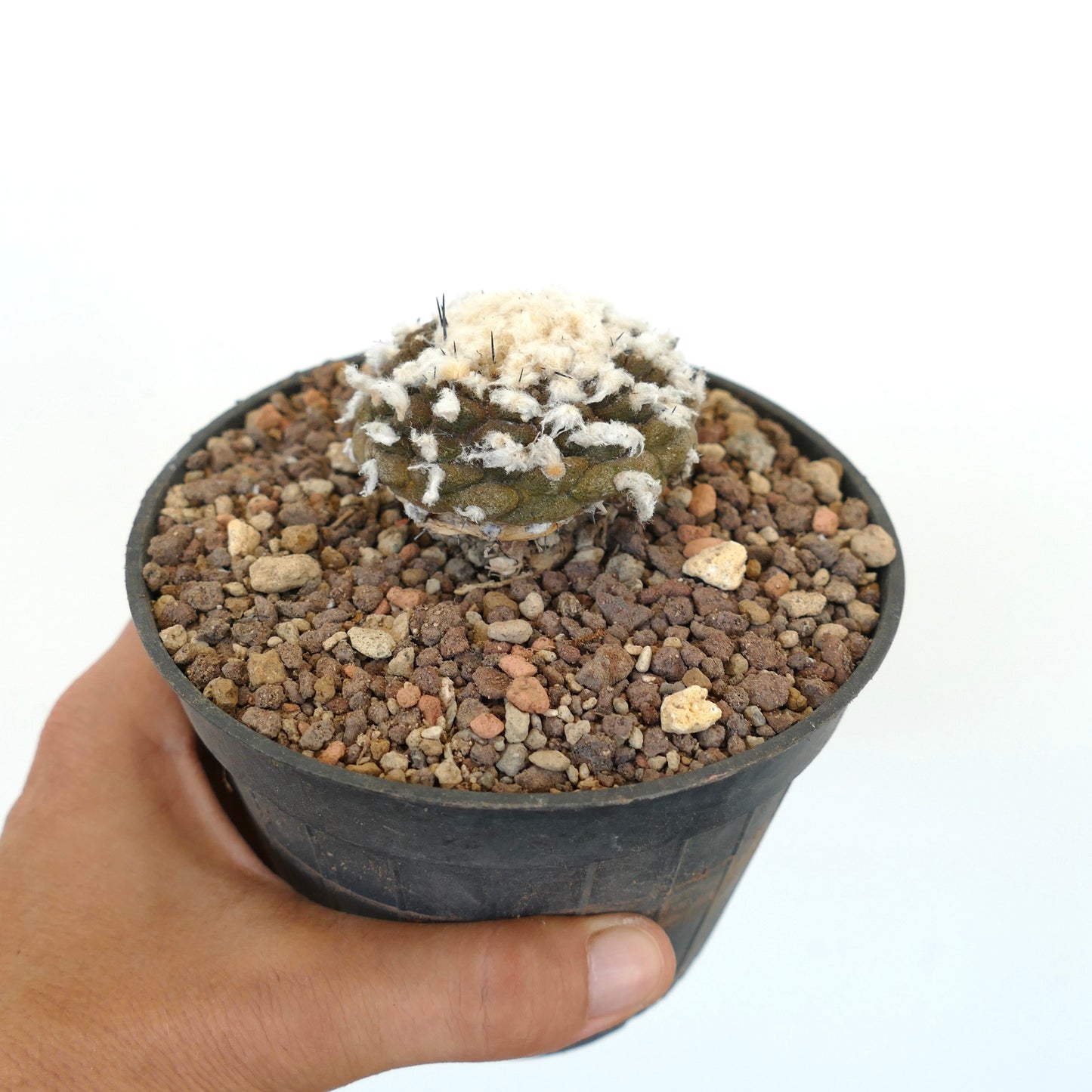 Copiapoa hypogaea CC8