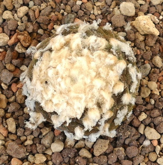 Copiapoa hypogaea B32