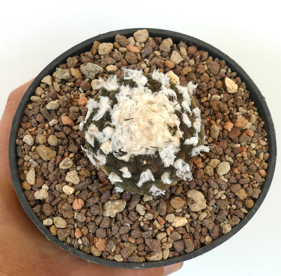 Copiapoa hypogaea CC8