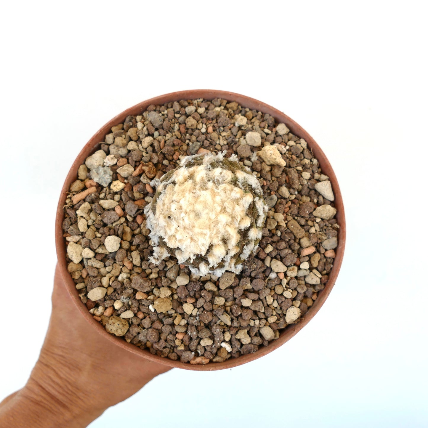 Copiapoa hypogaea B32