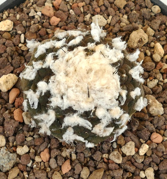 Copiapoa hypogaea CC8