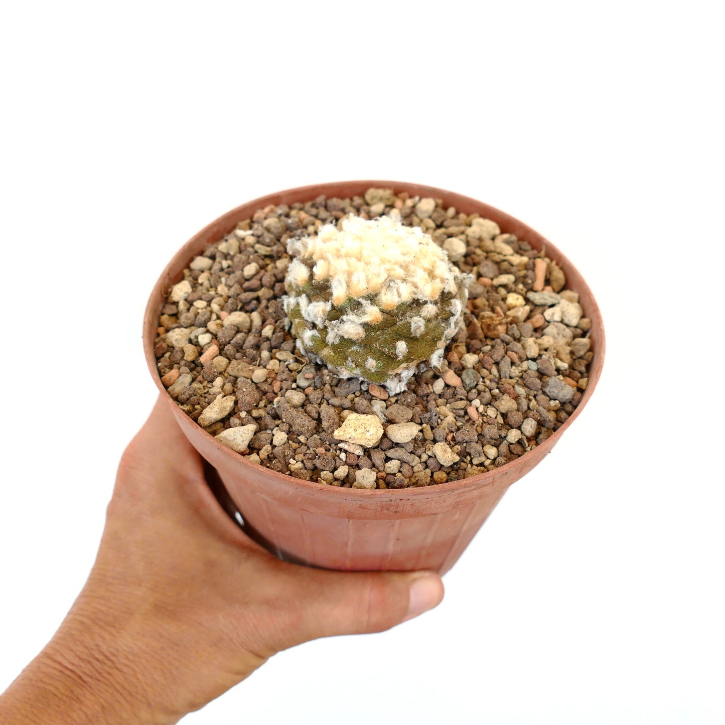 Copiapoa hypogaea B32