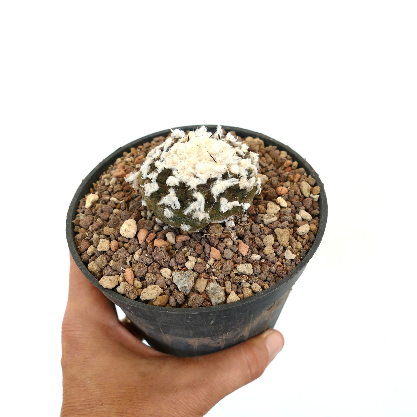 Copiapoa hypogaea CC8