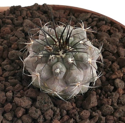 Copiapoa cinerea X atacamensis GREY BODY