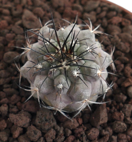 Copiapoa cinerea X atacamensis GREY BODY